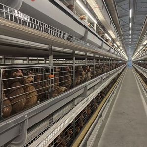 Gallinero, Jaula <span class=keywords><strong>de</strong></span> Acero Galvanizado para Gallinas Ponedoras, Jaula para Pollos <span class=keywords><strong>de</strong></span> Engorde, Jaula Automática para Pollos - Buscando Distribuidores y Agentes Globales - Product Image 1