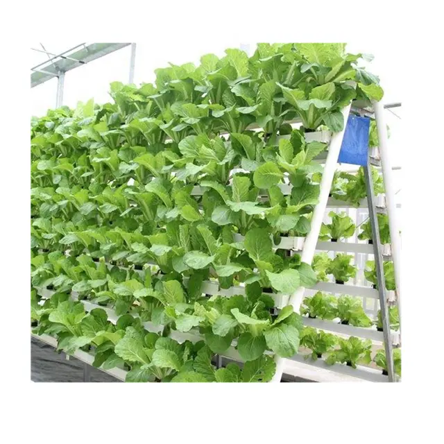 Greenhouse Film Agricultural Green House for Vegetables with Hydroponic Greenhouse Systems