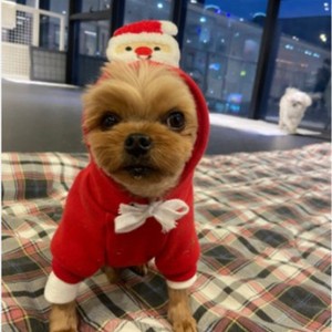 Sudadera con capucha para perros y gatos, estilo árbol verde de Papá Noel, poliéster rojo y verde, ropa de invierno bonita con capucha para perros medianos - Product Image 2