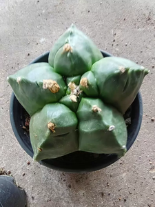 [Astrophytum myriostigma] Cactus Gorro de Obispo, Suculenta Viva sin Espinas, Resistente a la Sequía, Especímenes de Plantas Raras - Product Image 2