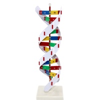 Modèle d'ADN pour les sciences médicales Modèle biologique de protéine génique Démonstration 60cm Grand modèle de professeur d'école en plastique à double hélice