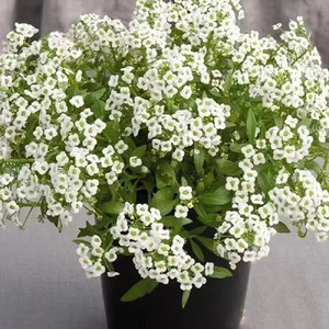 Frutos Crudos de Alyssum Dulce de Alta Calidad (Lobularia <span class=keywords><strong>Maritima</strong></span>) para Floricultura - Product Image 5