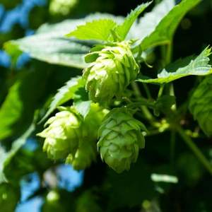 Kit de démarrage Coleus avec terreau dans les noix de coco Kit de démarrage de jardin d'herbes d'intérieur <span class=keywords><strong>basilic</strong></span> menthe coriande - Product Image 2