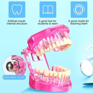 Modelo de Dientes para Implantes Dentales con Dientes Removibles, Demostración Patológica de Dientes Estándar para Dentistas, para Navidad - Product Image 3