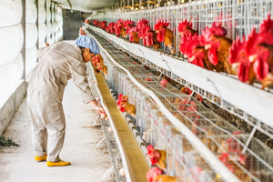 Poulailler à cadre en acier durable et économique pour fermes, hangars de garage, centres commerciaux, entrepôts industriels - Product Image 5