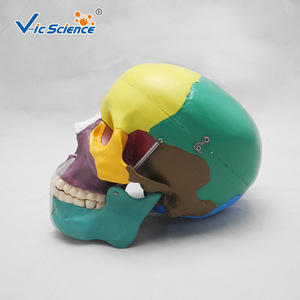 Crâne de simulation pédagogique, spécimen de crâne naturel de grande taille, crâne de simulation anatomique, modèle de crâne standard - Product Image 3