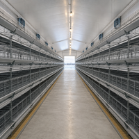 Cage à poulets de type H pour 60 000 poules, élevage en couches au Congo-Kinshasa, revêtement anti-rouille Qianmu, système de fumier automatique à 8 niveaux