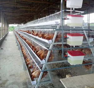 Nouvelles cages à poules pondeuses automatiques de type H à trois niveaux, de haute qualité et <span class=keywords><strong>au</strong></span> juste prix, avec alimentation et abreuvement automatiques - Product Image 2