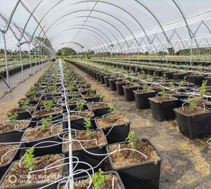 Tuteur de Serre de Jardin Fléché avec Nouveau Tuyau en PE Blanc pour Tomates Myrtilles et Plantes en Pot - Product Image 3