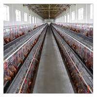 Conception moderne de poulailler, cages à poulets automatiques galvanisées à batterie à vendre en Russie, aux Philippines, en Thaïlande et au Pérou