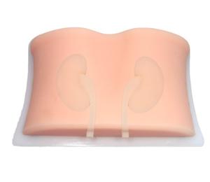 Modelo de Punción Renal Guiada por Ultrasonido para Enseñanza Médica, Modelo de Entrenamiento para Intervención Renal por Ultrasonido - Product Image 2