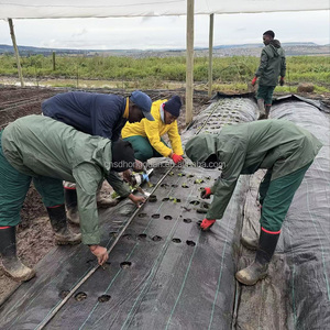 造園用プラスチック製品雑草防除布生地 - Product Image 3