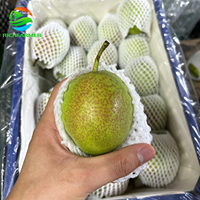 Poire fraîche Xinli n°7, origine Hebei, poire de qualité supérieure, goût sucré, juteux et croquant, panier d'exportation de 9 kg pour le marché égyptien, tunisien et nord-africain
