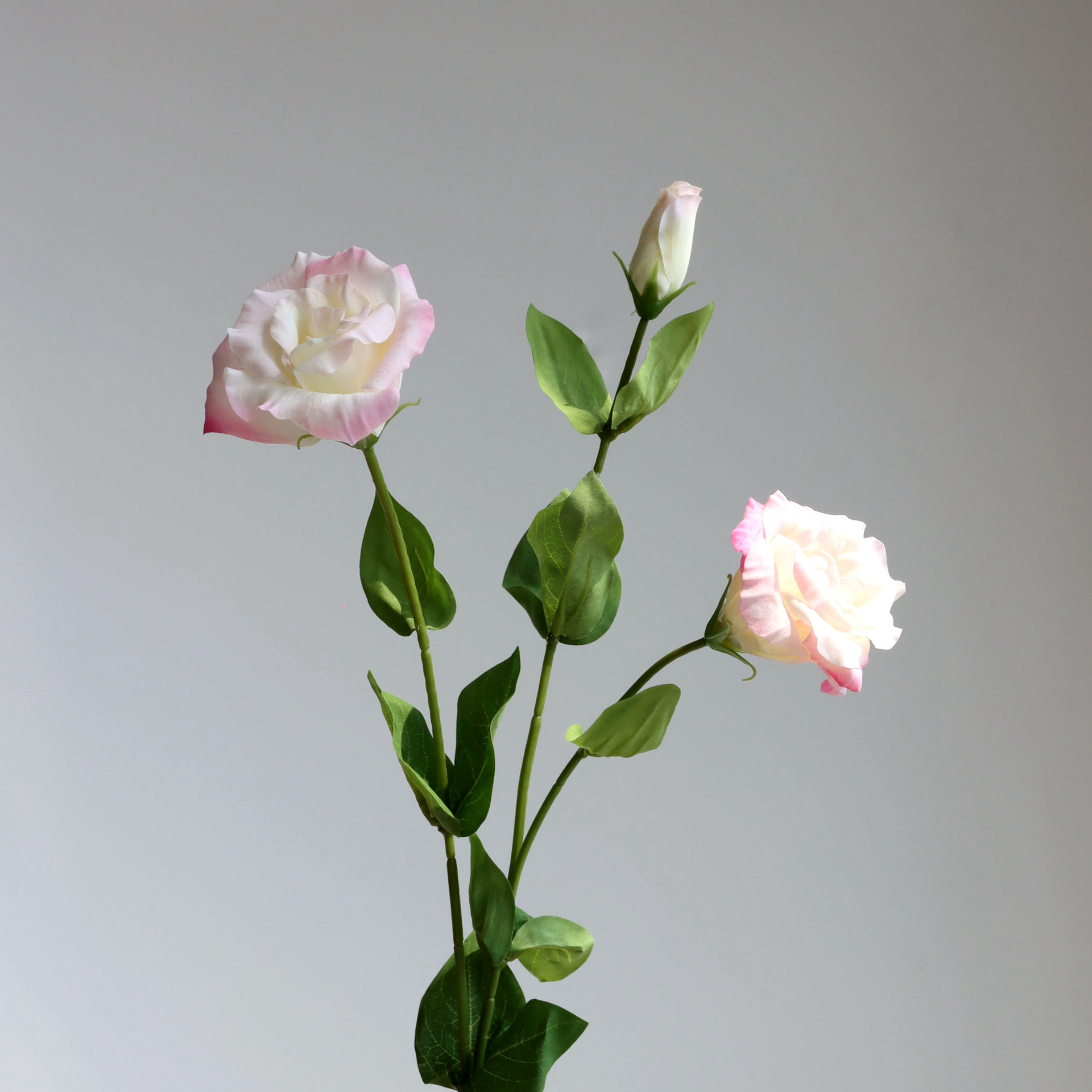 #2 Rose