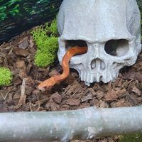 Chaleur artificielle squelette décoration Aquarium crâne décor grotte Reptile cacher maison aquarium décoratif crânes