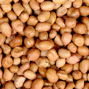 Cacahuetes de calidad alimentaria de la India para exportación, granos de cacahuete de nueva temporada, cacahuetes comestibles de la India, cacahuetes comestibles de primera calidad. - Product Image 1