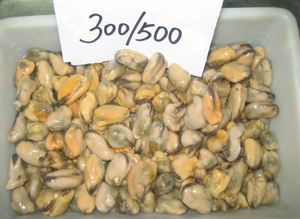 Mayorista Mariscos Carne de mejillón hervida congelada IQF - Product Image 4