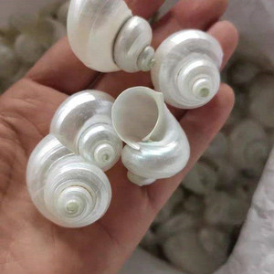 <span class=keywords><strong>Concha</strong></span> Natural pulida para decoración de paisaje de Acuario, <span class=keywords><strong>caracol</strong></span> verde pequeño, cangrejo ermitaño, decoración del hogar - Product Image 4