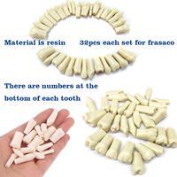 Modèle d'anatomie humaine de remplacement AG3 Frasaco Typodont, modèle de dents, dents pratiques, modèle de fausses dents