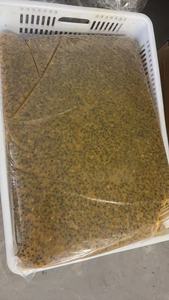 Bibit buah gairah jumlah besar beku organik dalam pola kubus Apel IQF diproses - Product Image 4