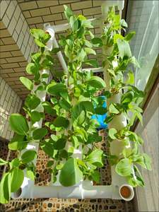 Sistema hidropónico vertical hodroponia interior huerto vertical cultivo vertical Torre hidropónica sistema hidropónico interior - Product Image 5