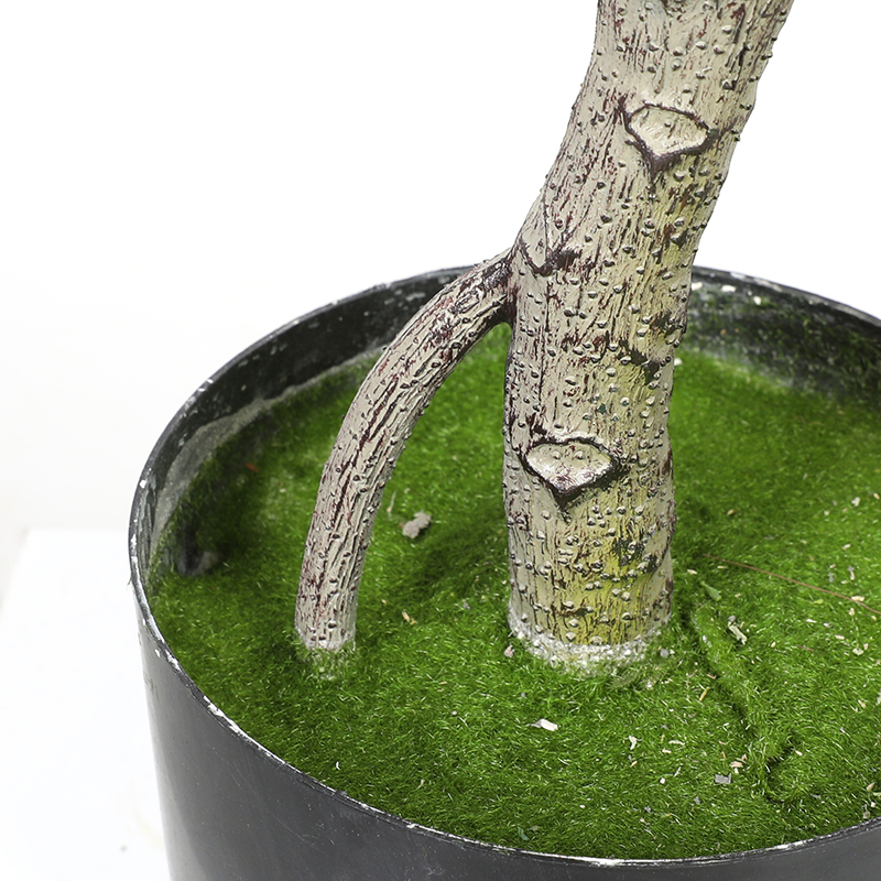 ficus plants various types for arab countries