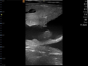 Koeien Paard Reproductie Diagnose Echografie Instrument Grote Dieren Reproductieve Scanner Handheld Dierenarts <span class=keywords><strong>Ultrasound</strong></span> Draadloze - Product Image 6