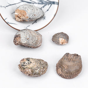 Fossiles de pétoncles jadéisés Coquillages en cristal opalisé naturel pour bijoux et art Feng Shui - Product Image 5