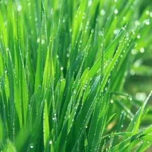 Livraison directe de poudre de pousses d'<span class=keywords><strong>orge</strong></span> et de farine d'<span class=keywords><strong>orge</strong></span> de haute qualité, naturelle et premium - Product Image 3