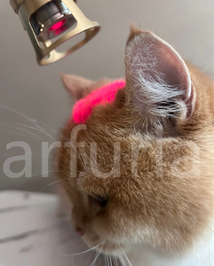 Dispositif vétérinaire <span class=keywords><strong>laser</strong></span> de thérapie <span class=keywords><strong>laser</strong></span> de bas niveau Arfurla pour appareil de physiothérapie pour animaux de compagnie à usage vétérinaire - Product Image 3