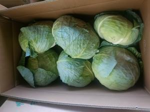 Chou vert frais fraîchement dévêtu Chou rond frais Chou plat frais - Product Image 5