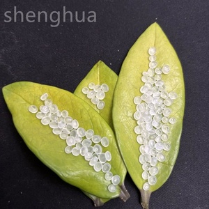 เม็ดพลาสติกโพลีเอทิลีนบริสุทธิ์/ รีไซเคิล LDPE วัตถุดิบพลาสติก HDPE PPJ340 500RP PP200RP - Product Image 2