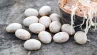 Graines de Baobab Séchées de Qualité Supérieure, Grade Alimentaire, Zambie, Durée de Conservation de 24 Mois, Haute Pureté pour l'Extraction d'Huile, Plantation Lac des Fermes