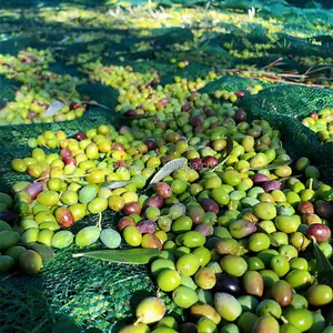 Kebun pertanian HDPE plastik memetik jaring panen zaitun jaring buah koleksi dengan UV