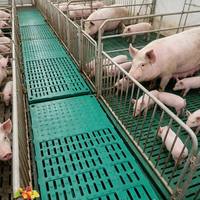 Heavy Duty Balanced Design Pig Farming Equipment Cost Effective Pig Farming Solution Livestock Farming Solution