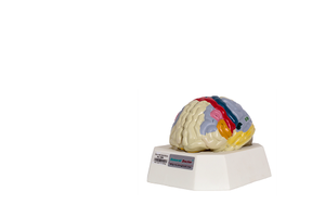 GD/A18205 לוקליזציה פונקציונלית של שכבה המוחית - Product Image 1