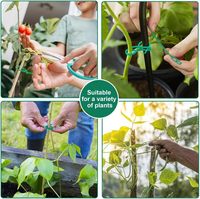 Attaches Réutilisables pour Plantes de Jardin, Sangles Réglables en Os de Poisson pour Soutien de Vignes, Arbustes, Tomates, Treillis, en PP Vert