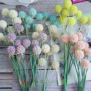 Venta al por mayor de flores secas artesanales en forma de bola: Scabiosa Atropurpurea, Pristimera Zante, elegantes y duraderas. - Product Image 5
