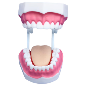 Modello Anatomico Compatto per la Formazione in Odontoiatria (28 Denti) - Product Image 2