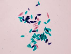Lames de <span class=keywords><strong>microscope</strong></span> personnalisées en usine Yulin Zoology, préparées pour l'éducation, en verre, avec Paramecium Caudatum W.M. - Product Image 2