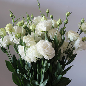 Lisianthus <span class=keywords><strong>Eustoma</strong></span> <span class=keywords><strong>Grandiflorum</strong></span> Recién Cortado al por Mayor para Ramos de Boda, 40-80 cm, <span class=keywords><strong>Eustoma</strong></span> al por Mayor, Flor de Lisianthus Cortada - Product Image 1