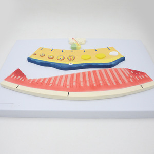 Modelo anatómico del ciclo menstrual de 3 piezas PVC Visualizar ritmos endometriales ováricos para la comprensión de la educación del ciclo menstrual - Product Image 2