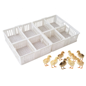 Cesta para pollitos de un día, caja de transporte de PP para 60 pollitos, con 4 compartimentos, de nuevos materiales, para <span class=keywords><strong>venta</strong></span>. - Product Image 4