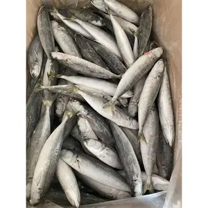 Fast Delivery Fresh Fish Seafood Frozen Seafood Round Scad