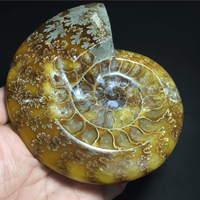 Cendrier en cristal d'ammonite naturel 150-200g, poli, artisanal, objets d'art fossile, cadeaux d'entreprise, décoration de bureau Feng Shui