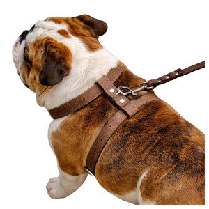 Accessori Personalizzati per <span class=keywords><strong>Cani</strong></span>: Pettorina e Guinzaglio in Morbida Pelle per Bulldog Francesi - Product Image 1