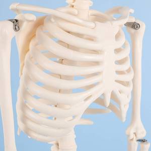 Modèle de squelette humain 85 cm, modèle d'enseignement de la biologie osseuse, modèle d'anatomie de squelette pour l'enseignement médical, ligaments et muscles - Product Image 4