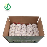 Ajos / Ail rouge frais de Chine pour le marché chilien 10kg/carton, 55mm/60mm Qualité export