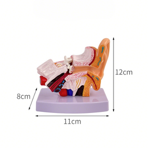 Modèles anatomiques 3D Aides à la formation en otologie Modèle d'oreille humaine pour étudiants Simulation médicale réaliste Structure anatomique de l'oreille - Product Image 6