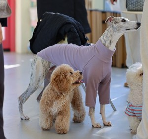 Camiseta de Cuello Alto para Perro, Color Sólido, Estilo Italiano, Marca Little Lingti Huibit, Nueva Colección de Primavera - Product Image 2